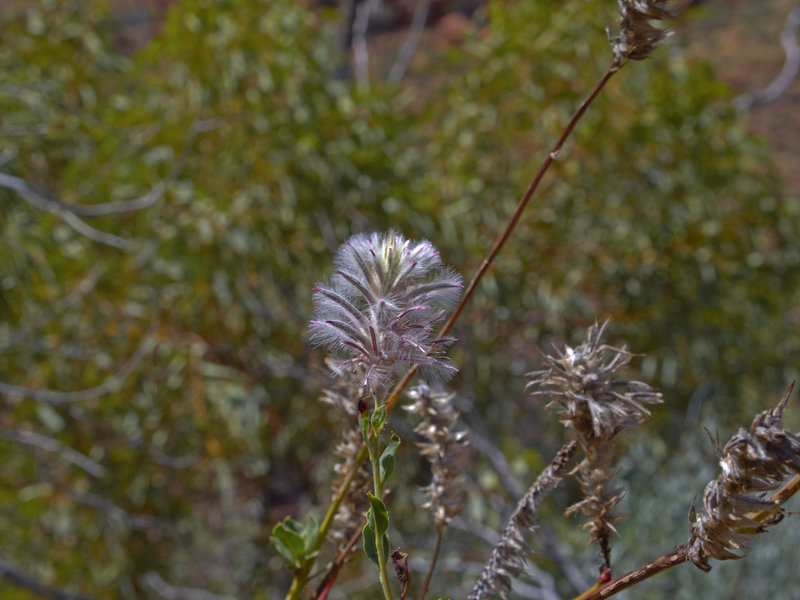 Kings Canyon